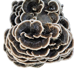 Turkey Tail