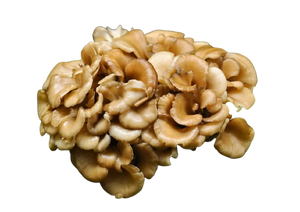 Maitake