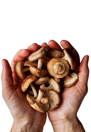 Shiitake